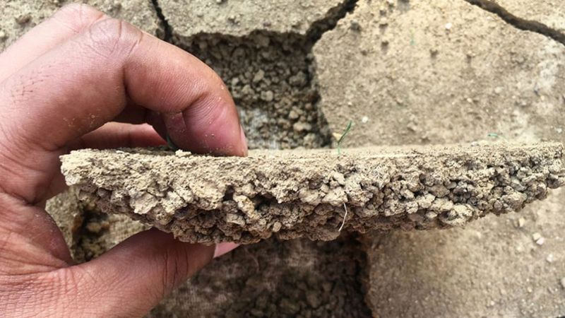 Bare Soil Can Also Form A Rain Crust