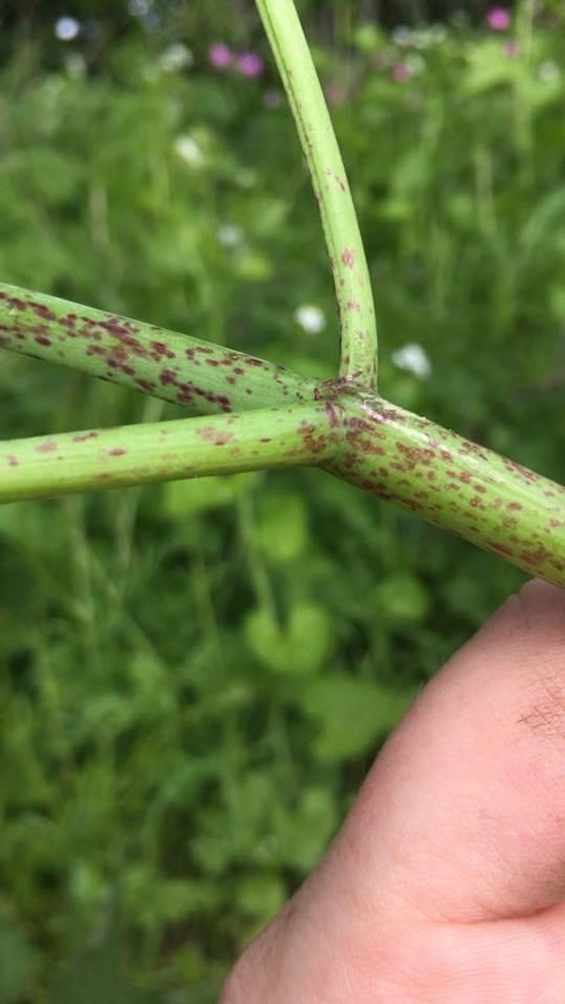 Use the Stem as a Second Warning Sign
