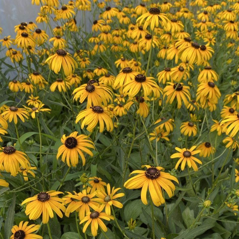 Black-Eyed Susan