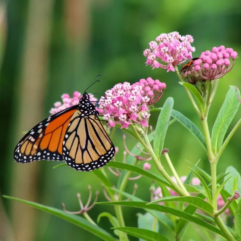 Tropical Milkweed Feeds Monarchs In Pinkish Bloom