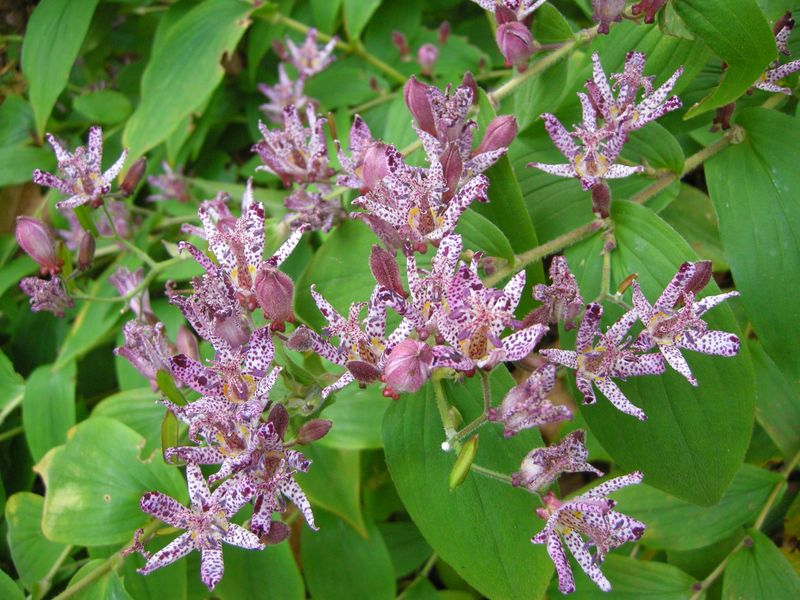 Japanese Toadlilies: Shade's Secret Autumn Gem