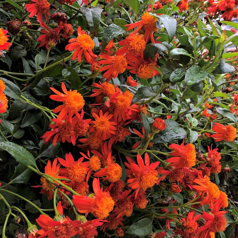 Mexican Flame Vine Sets The Fence On Fire
