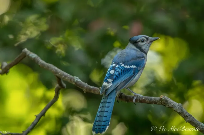 Use The Jay’s Return As A Yard Checklist