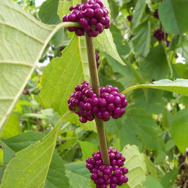 The Berry Display Carries The Fall Interest