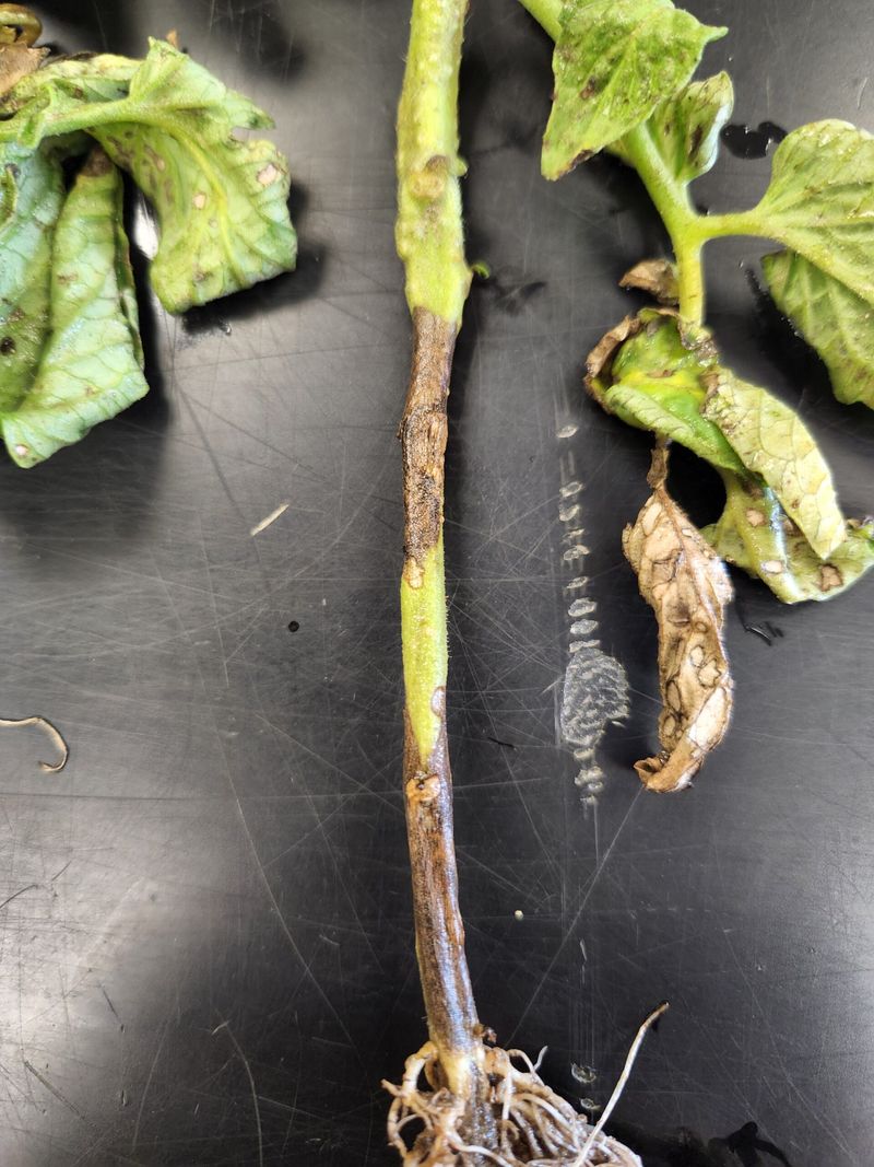 Persistent Wilt Requires A Broader Diagnosis