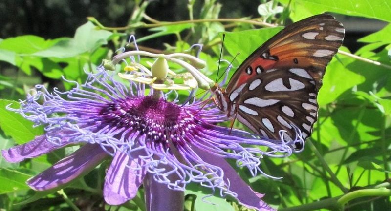 Add Nectar Plants For A Fuller Butterfly Garden