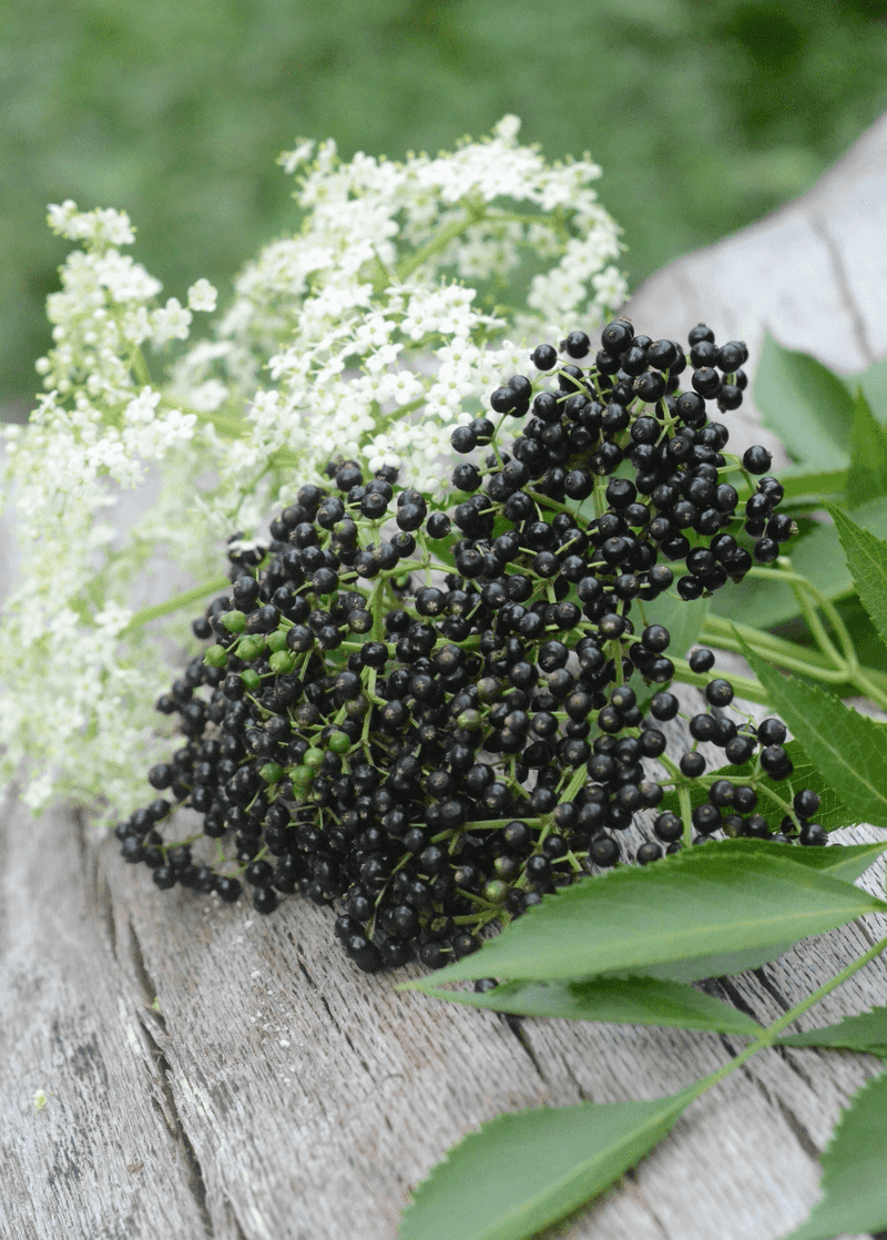 Elderberry Turns A Wet Corner Into Syrup