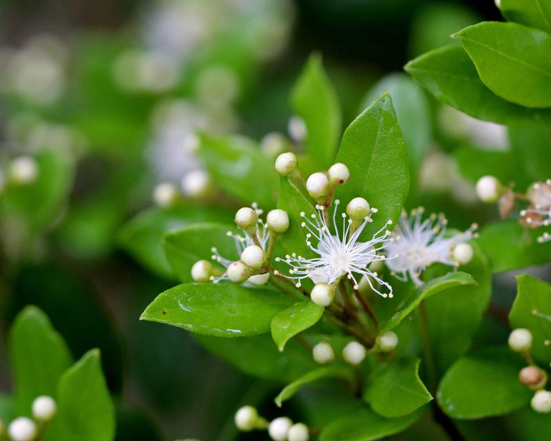 Simpson's Stopper Adds Fragrance And Fruit Year Round