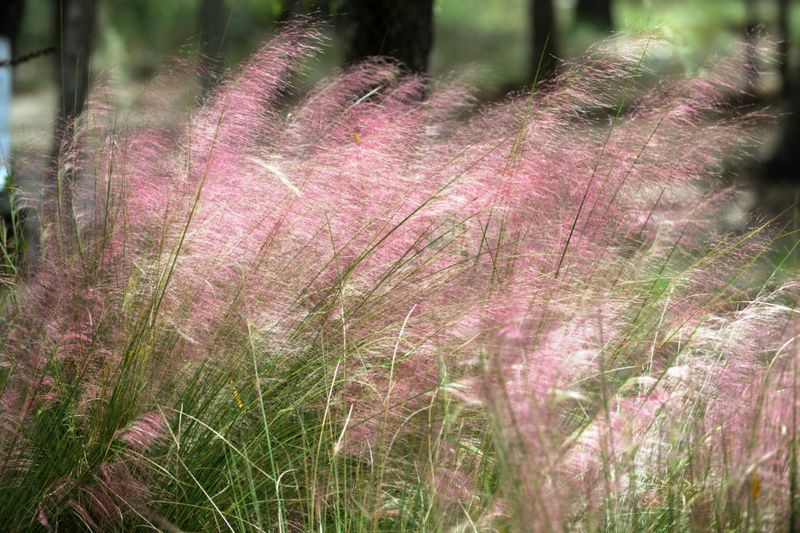 Muhly Grass Adds Soft Texture And Fall Color