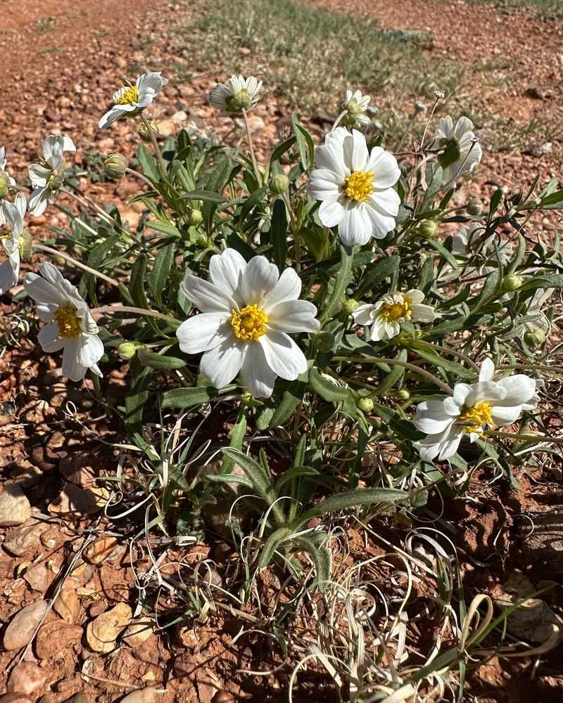 Blackfoot Daisy Is A Tough Hill Country Gem