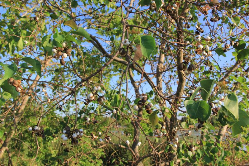 Chinese Tallow Trees: Fast Growing, Faster Invading