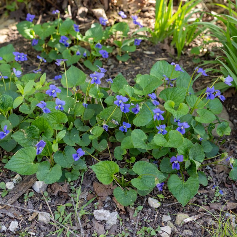 Common Blue Violet Thrives On Pure Neglect
