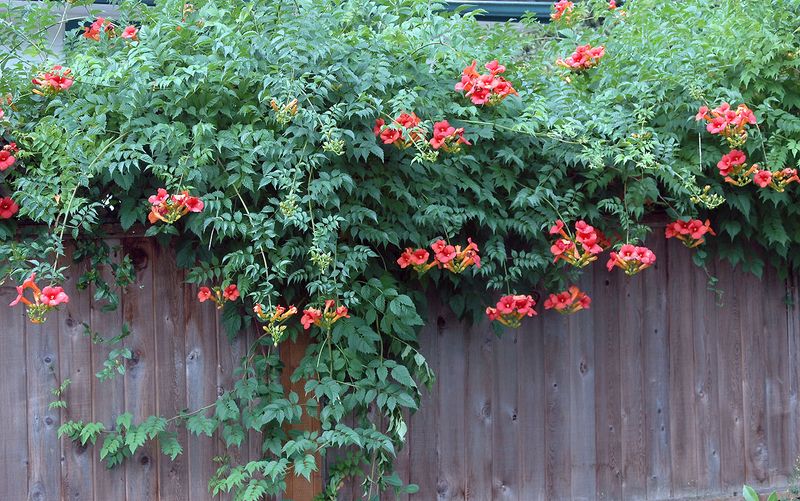 Trumpet Creeper Offers Bold Summer Color