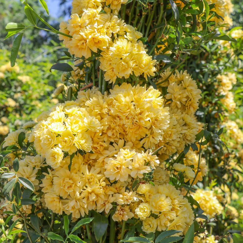 Lady Banks Rose Drapes Thornless Flowers