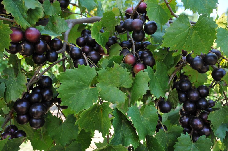 Muscadine Grape Feeds You And The Birds