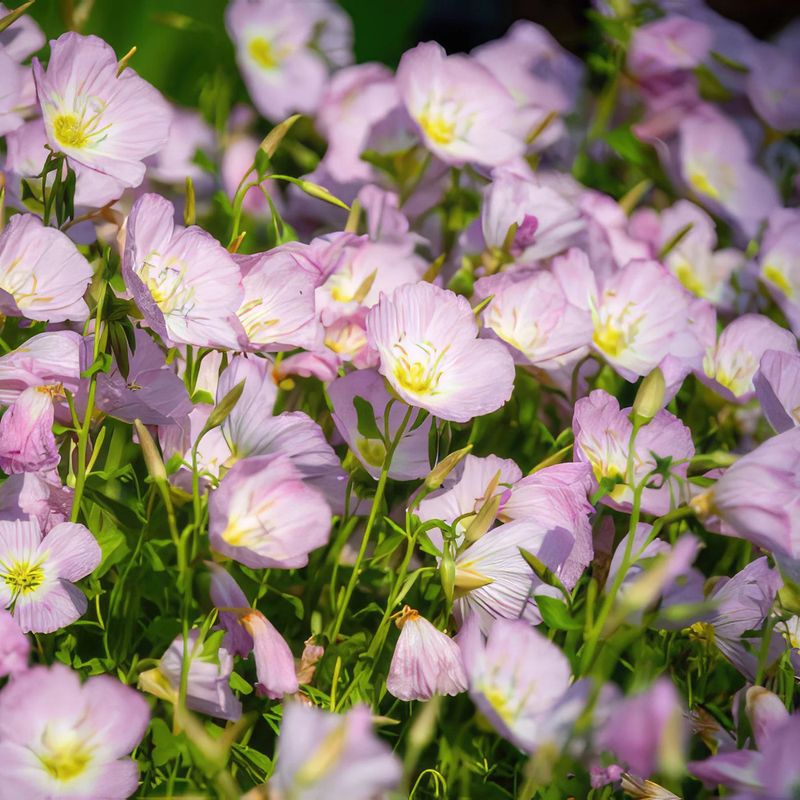 Evening Primrose Spreads A Nighttime Nectar Welcome