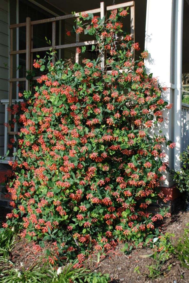 Keeping Coral Honeysuckle Happy And Healthy