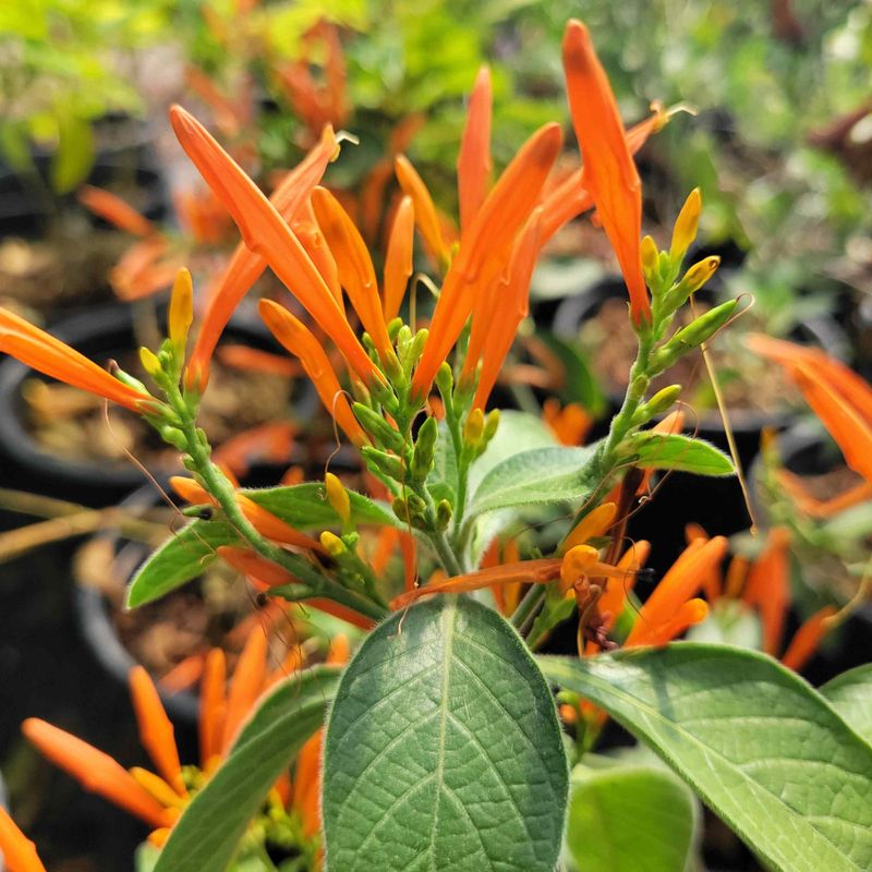 Mexican Honeysuckle Brings Orange Sparkle