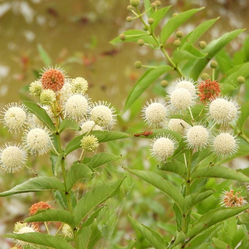 Buttonbush Brings Water Edge Allure