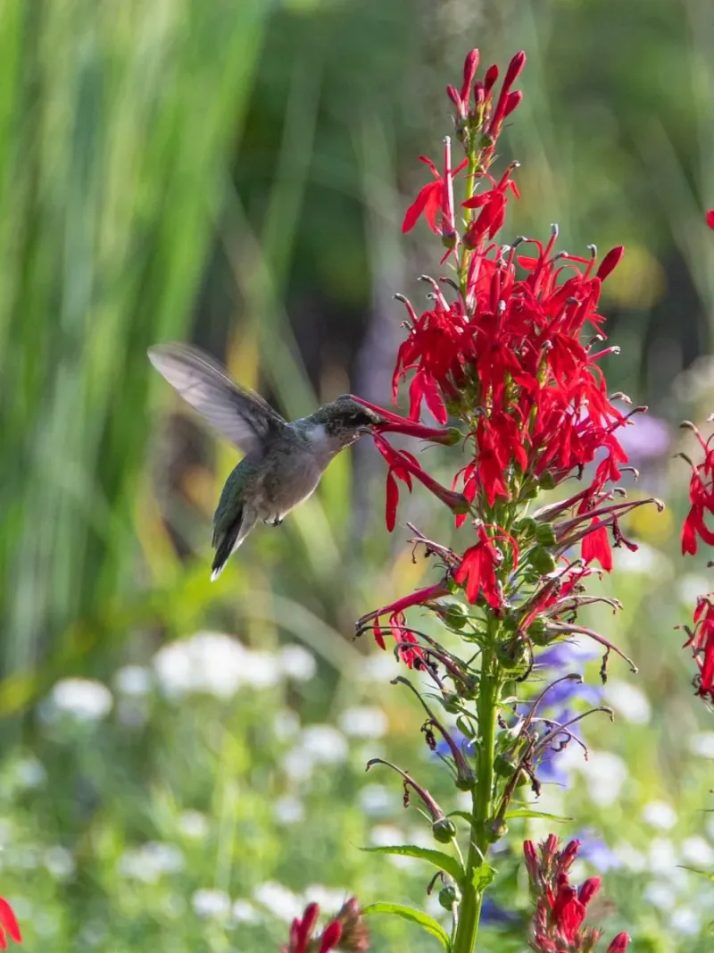 Cardinal Flower Glows In The Shady Damp