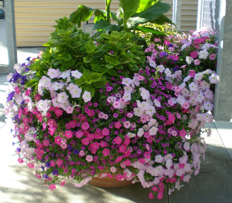 Petunias Can Still Shine Brightly