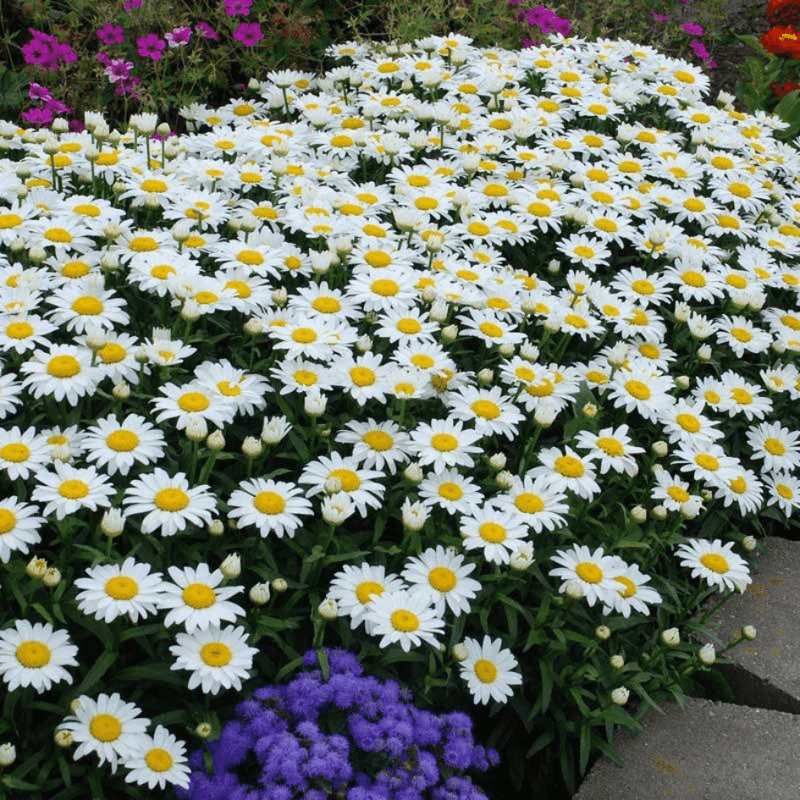 Shasta Daisy Bulks Up Bigger Every Single Year
