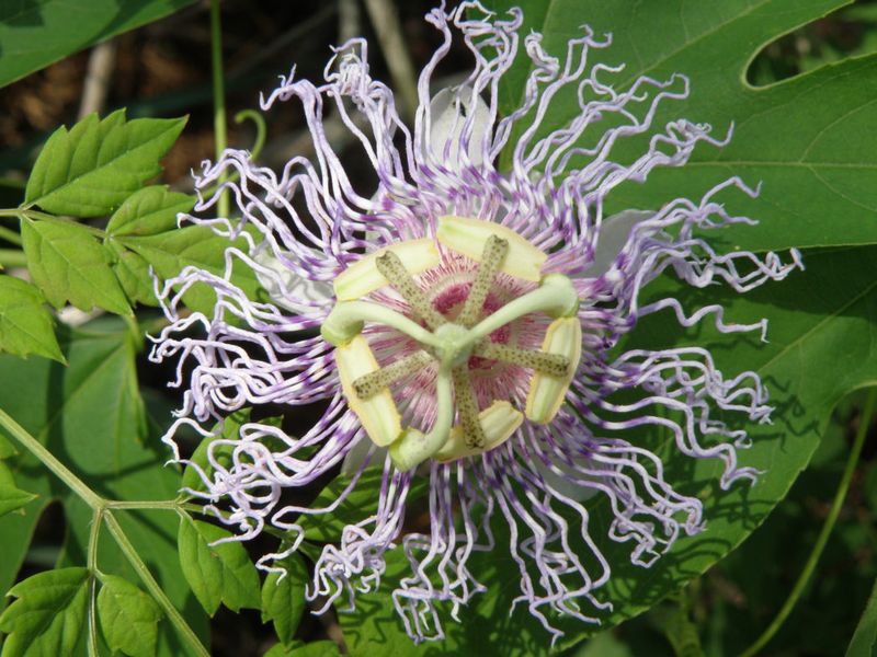 Purple Passionflower Draws Butterflies With Bold Blooms