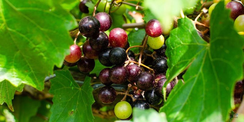 Match Watering To Ripening Stage, Not Just The Calendar