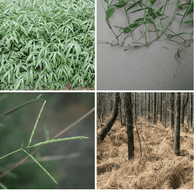 Why A Small Patch Can Return For Years