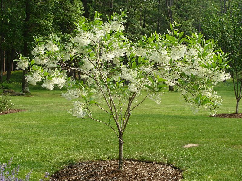 White Fringetree Brings A Late Spring Snow Cloud