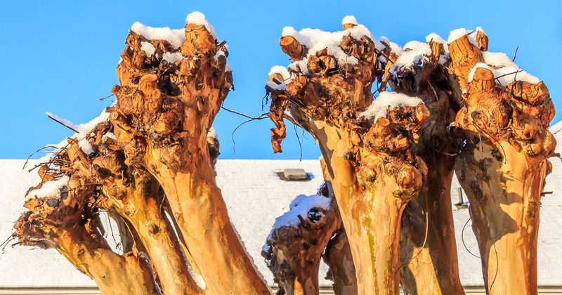Crape Murder Is Not A Sustainable Pruning Plan