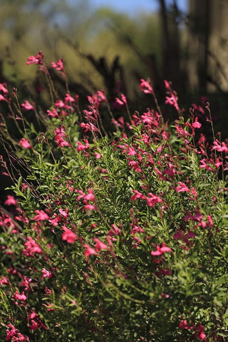 Autumn Sage Offers Reliable, Radiant Color