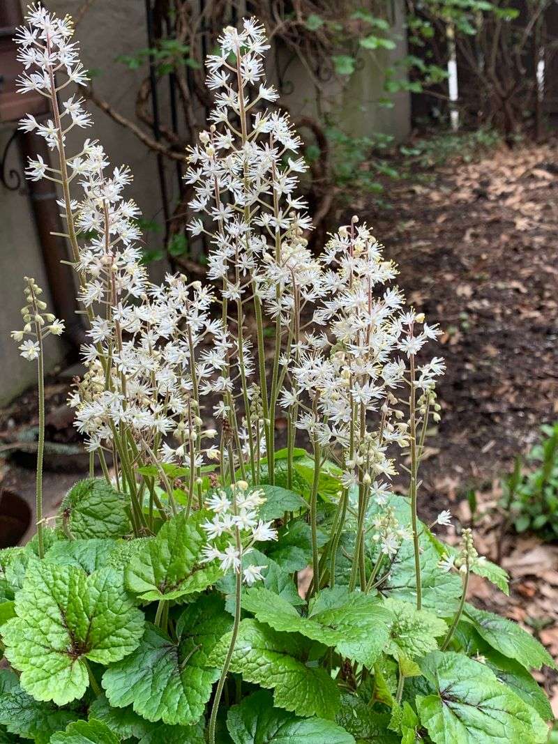 Bring Frothy Blooms With Foamflower