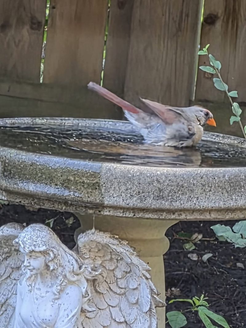 Keep Feeders And Birdbaths Safe