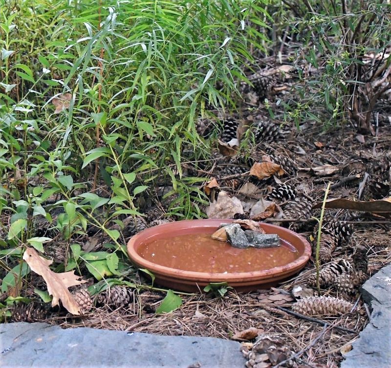 Add Clean Water And Protect The Food Web