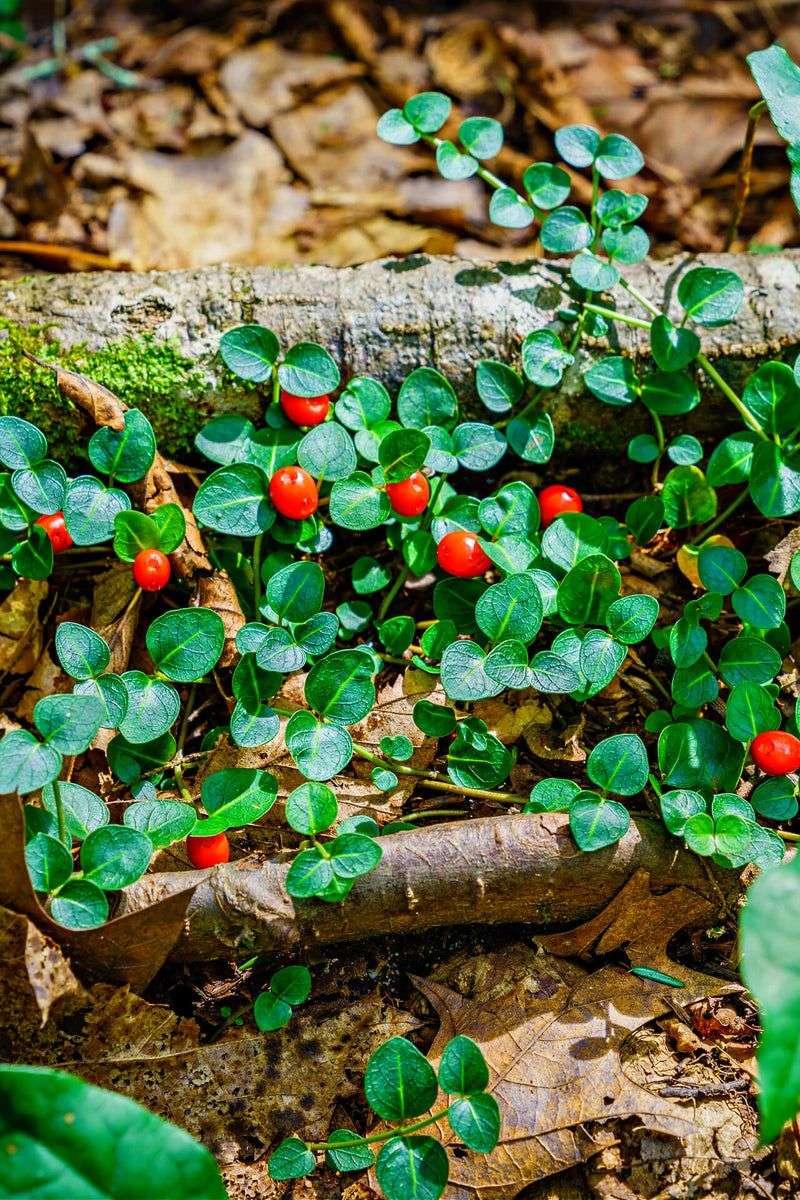 Partridgeberry Offers Tiny Treasures For Shady Acidic Spots