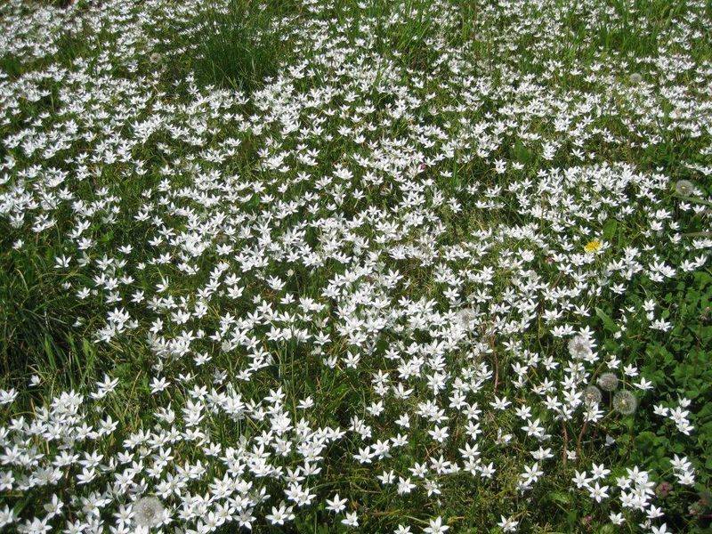 Star-of-Bethlehem Pops Up Everywhere