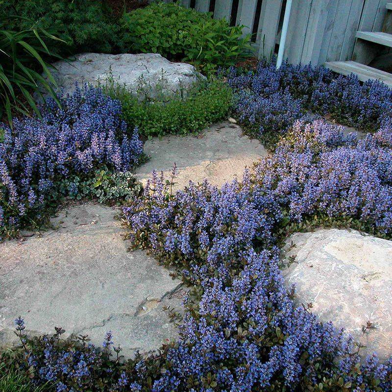Ajuga Covers Shady Ground In One Growing Season