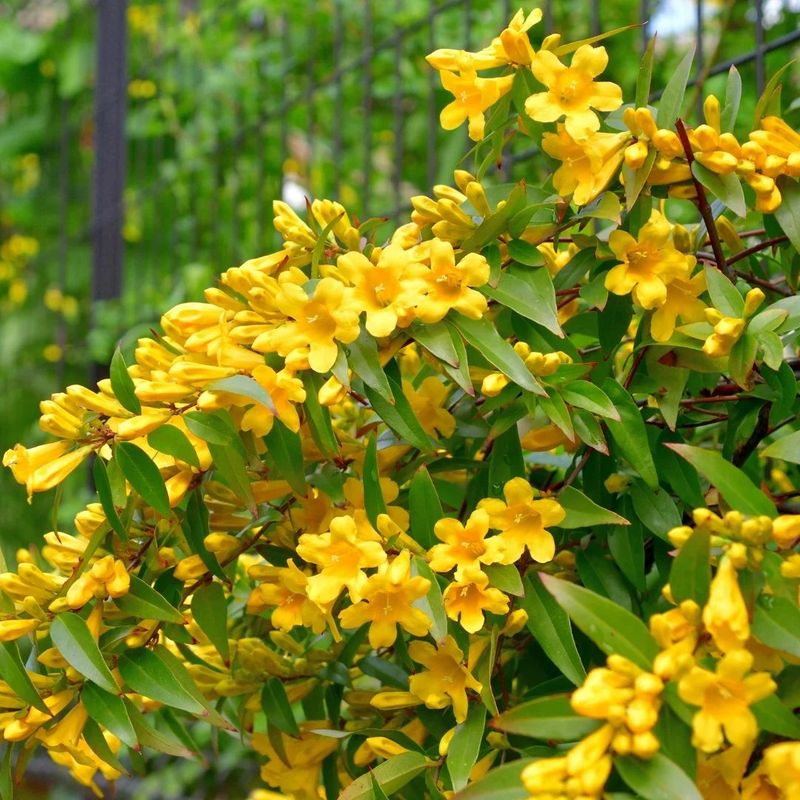 Carolina Jessamine Offers Fragrant Yellow Blooms