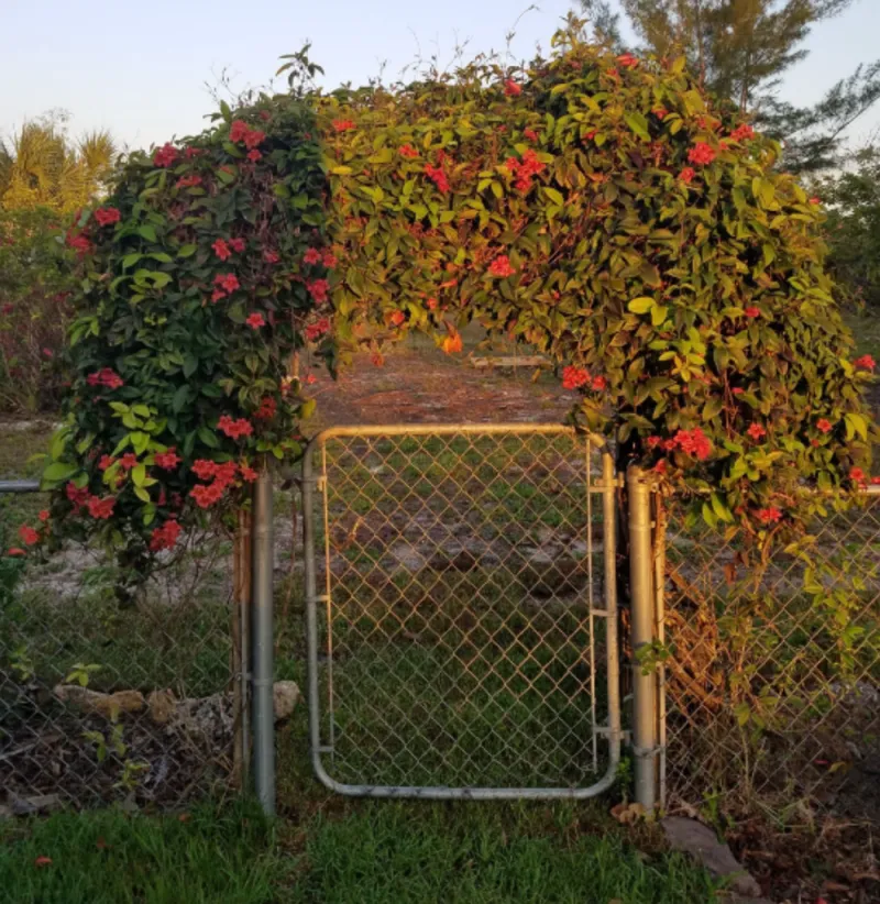 Plant Your Vines Right The First Time