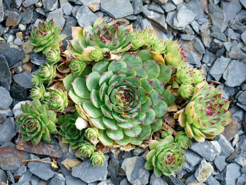 Hens And Chicks Fill Rocky Spaces With Succulent Spirals