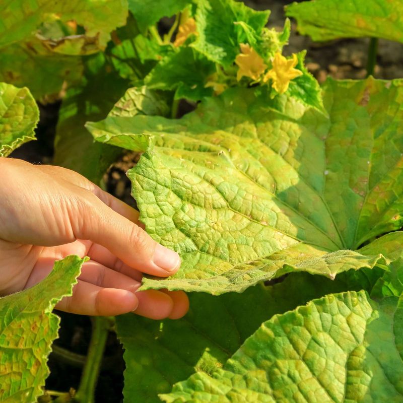 Yellow Leaves Need Diagnosis, Not A Reflexive Feeding