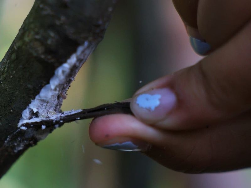 Scraping Egg Masses Before Spring Wakes Them