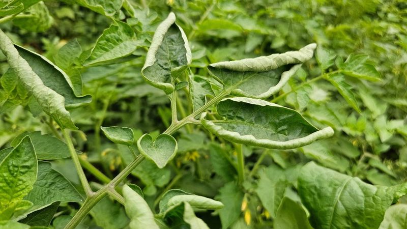A Common Stress Response Can Curl Tomato Leaves