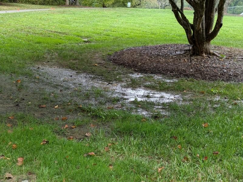 Replace Bare Soil With Competitive Cover