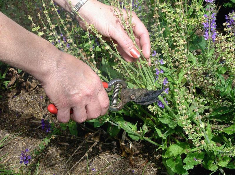 Late-August Pruning Can Help, But It Cannot Promise Fall Flowers