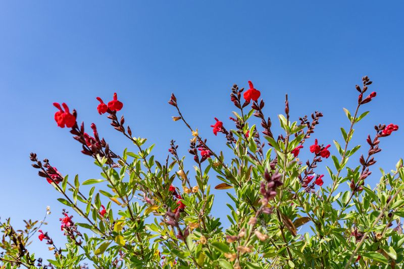 Identify The Salvia Before You Cut