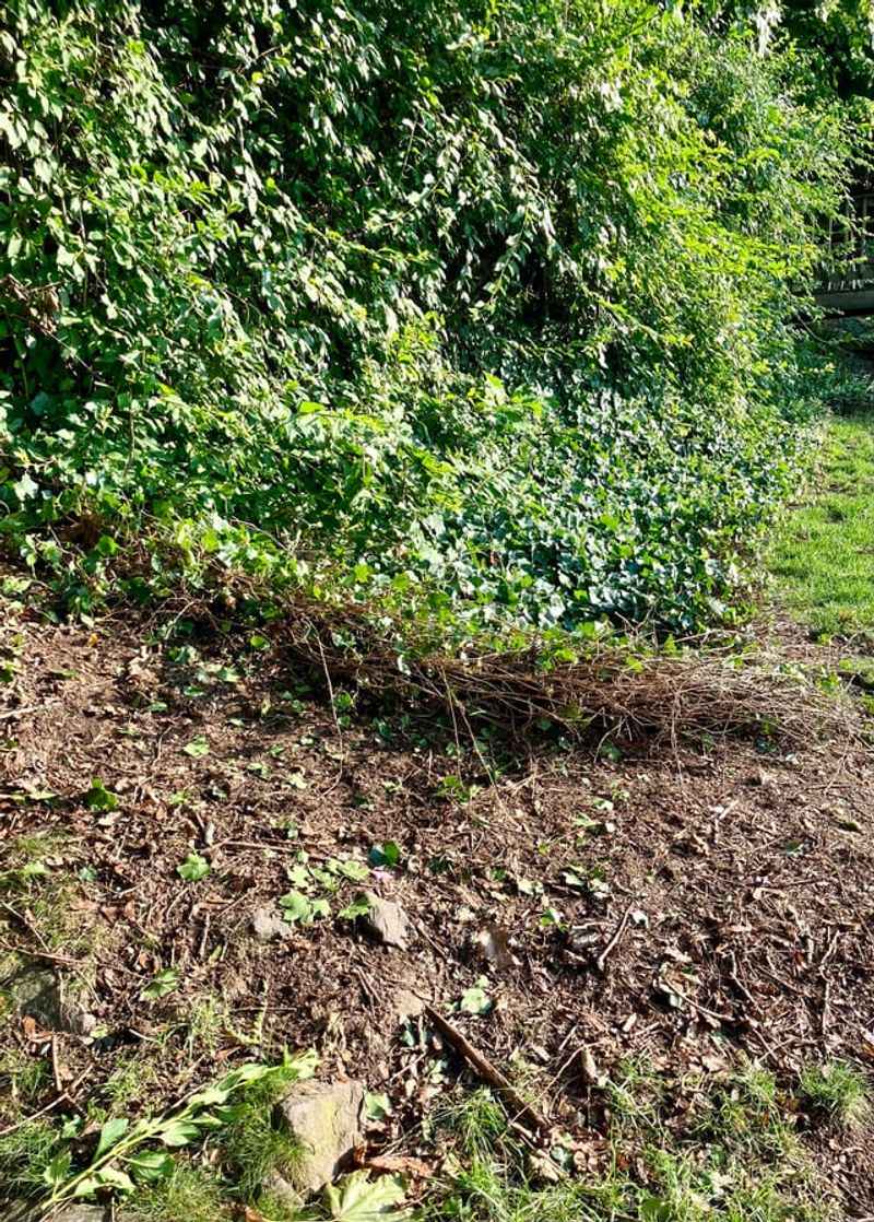 Dig Out Ground Mats and Expect Regrowth
