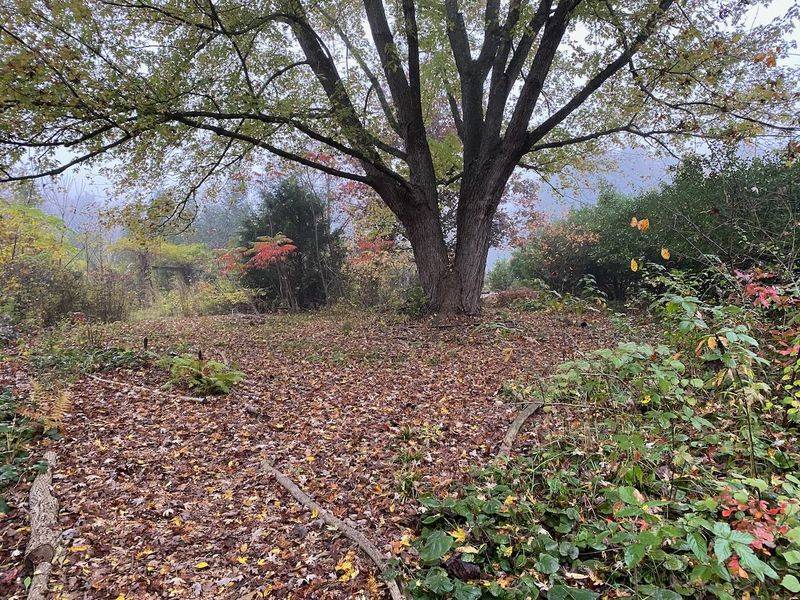 A Dark Yard Still Needs Living Ground