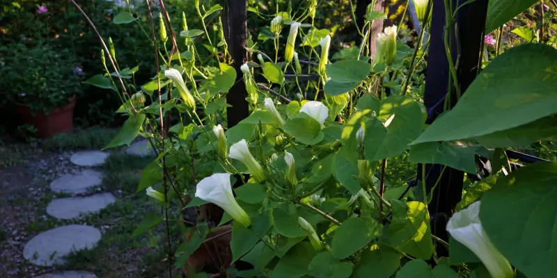 Your Evening Porch Becomes The Payoff
